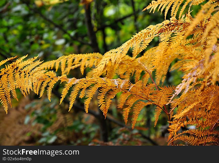 Golden Ferns With The Forest On Background.