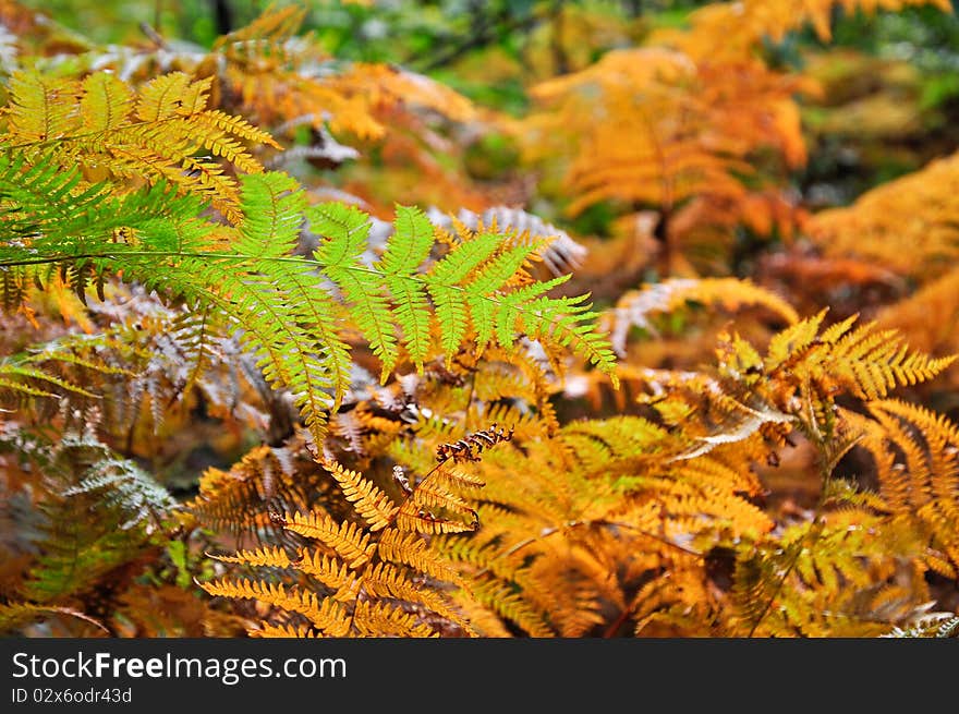 Golden and green ferns in autumn in forest