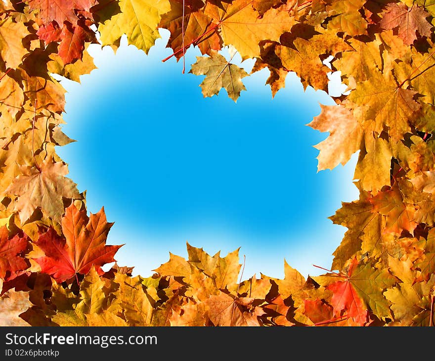 The frame of the autumn colored maple leaves with blue-white background inside. The frame of the autumn colored maple leaves with blue-white background inside.