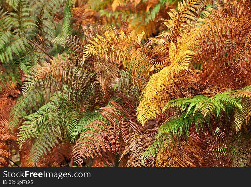 Golden And Green Ferns In Autumn In Forest