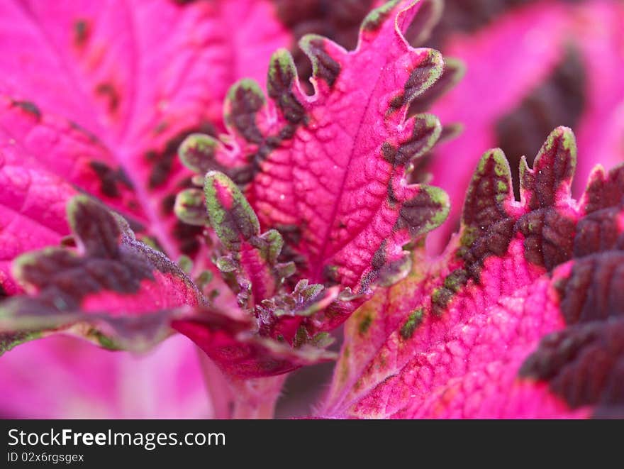 Coleus Blumei Benth