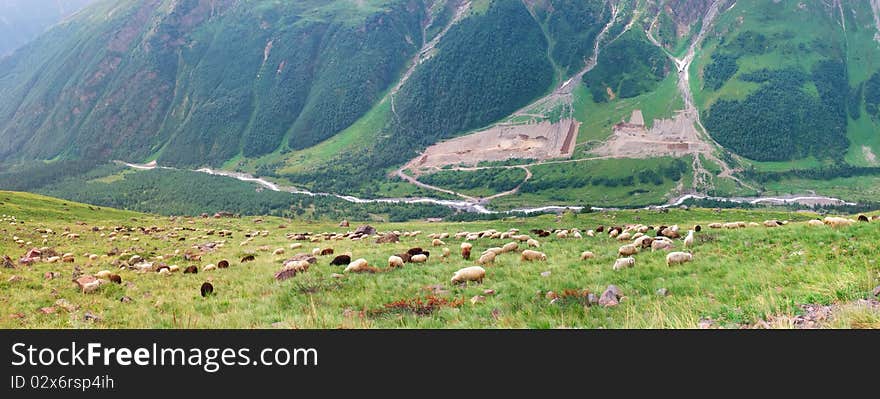 Herd sheep in mountain