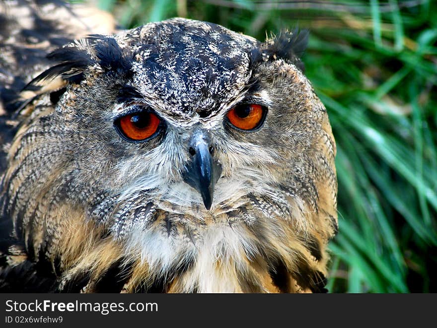 Owl in one of the local zoo