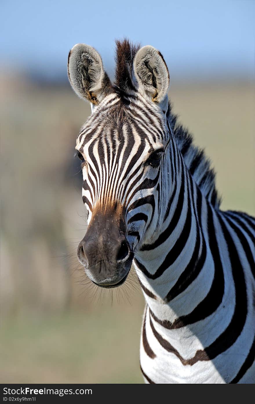 Zebra in the wild environment of habitation