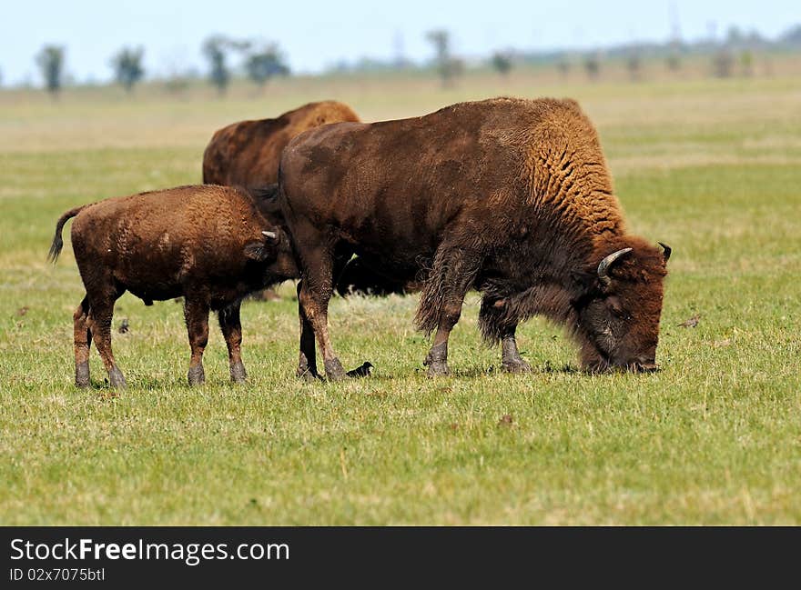 Bison