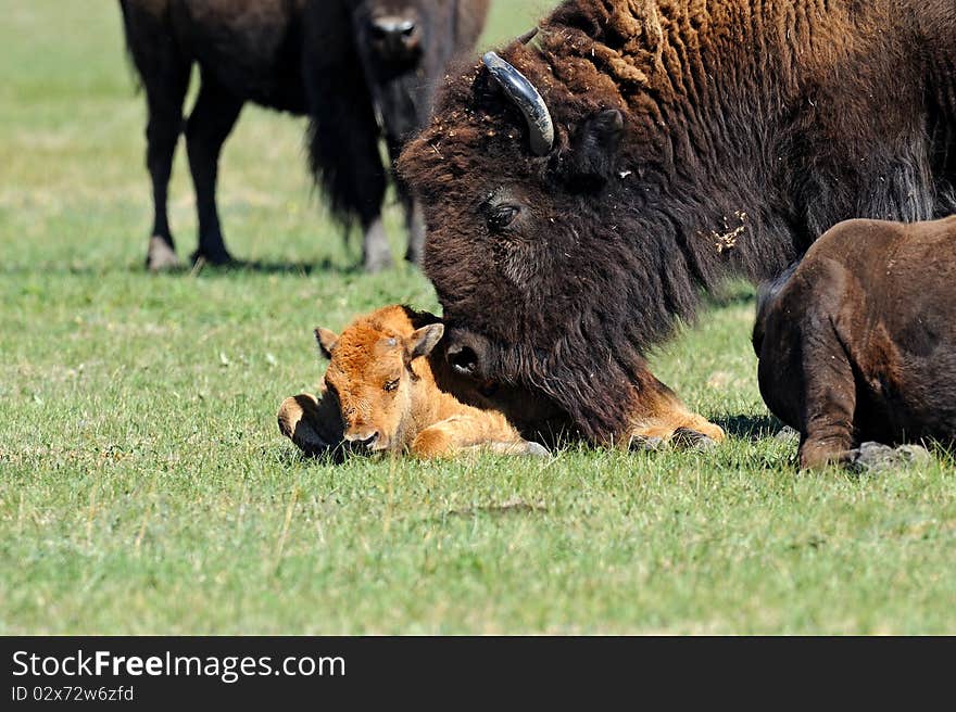 Bison