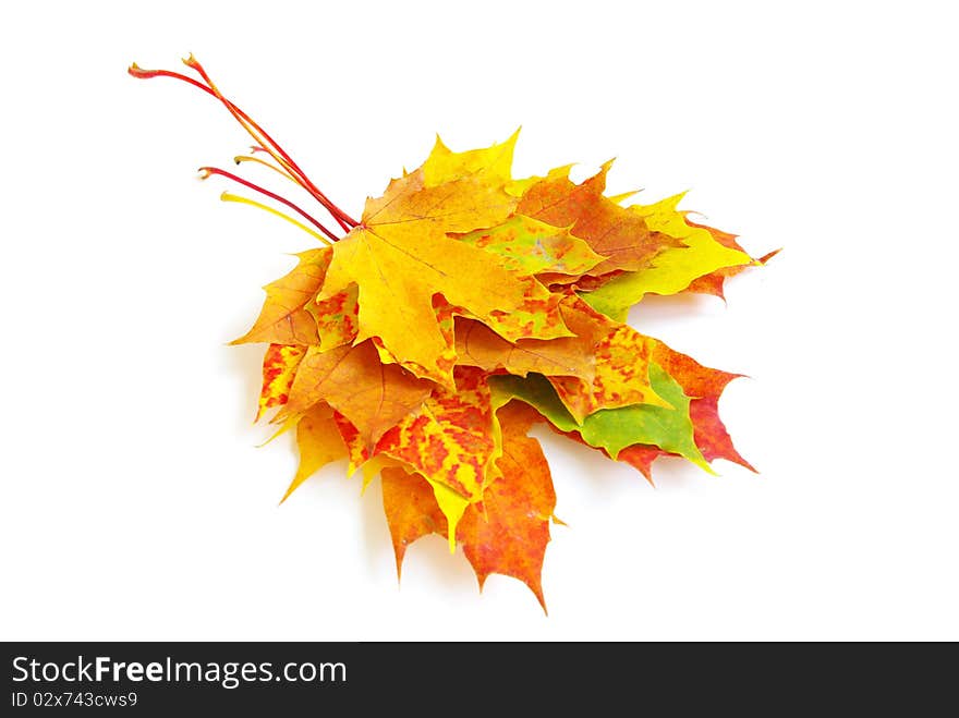 Autumn maple leaves isolated on a white. Autumn maple leaves isolated on a white