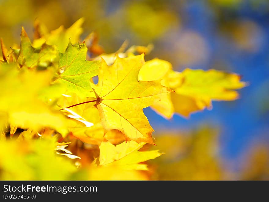 Autumn leaves background in a sunny day