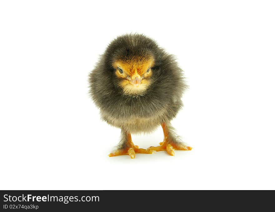 Cute little baby chicken isolated on white background