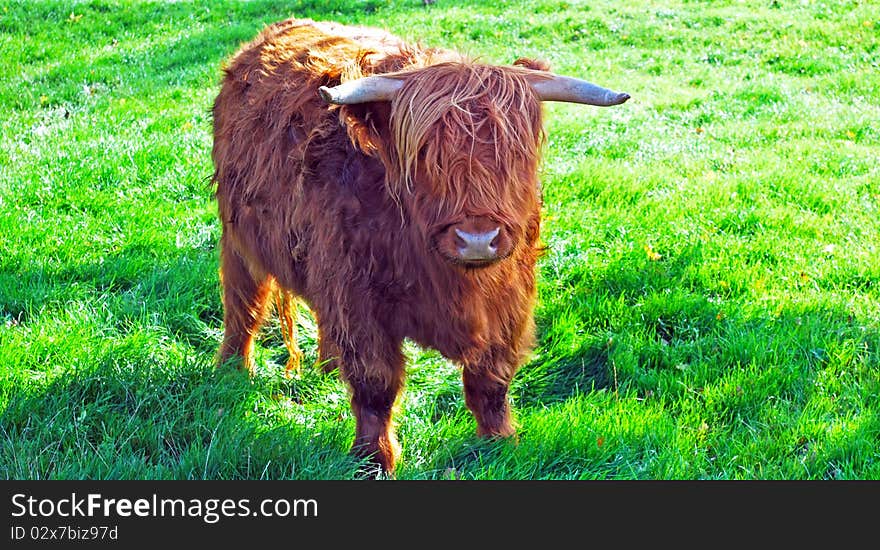 Highland Cattle