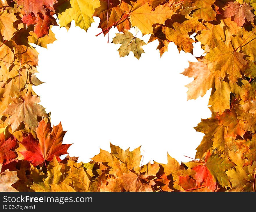 The frame of the autumn colored maple leaves with white background inside. The frame of the autumn colored maple leaves with white background inside.