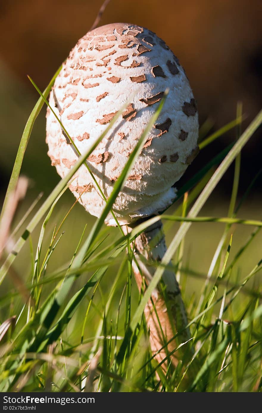 Closed umbrella mushroom in the grass