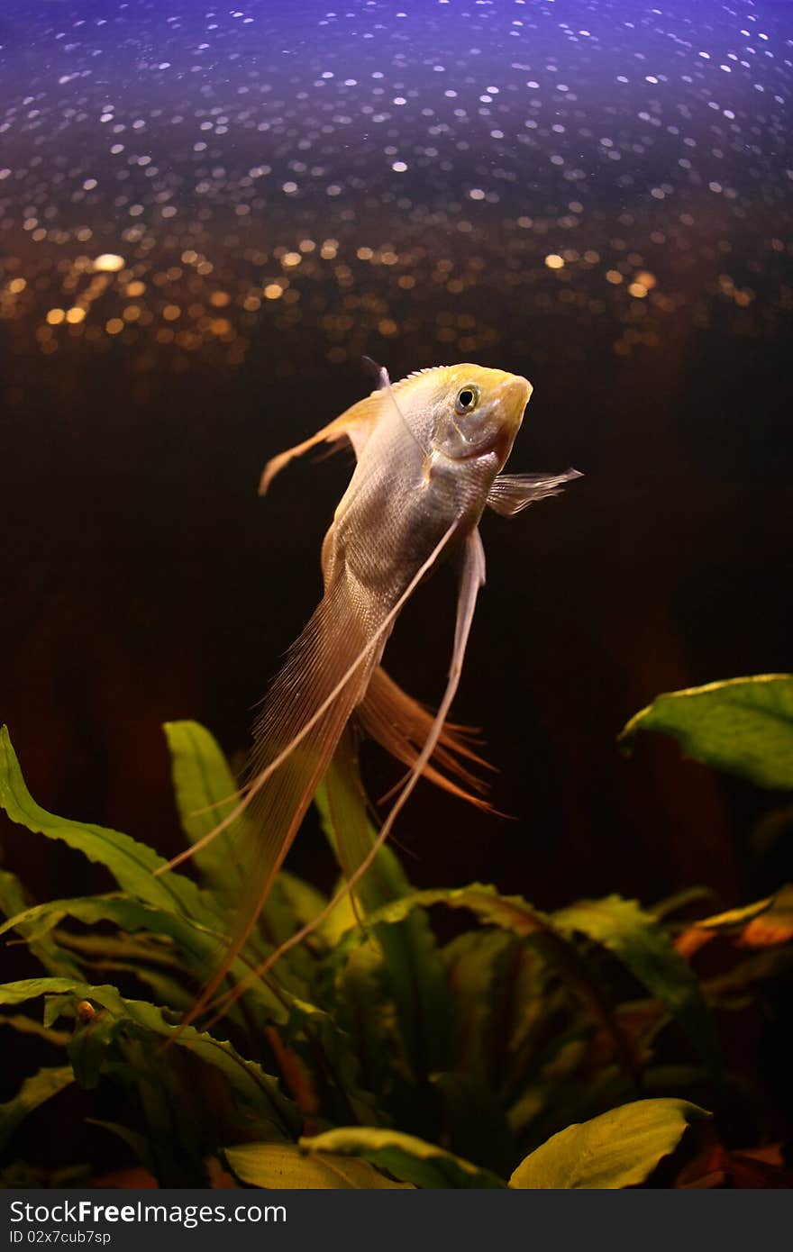 Aquarium fish shows off before a photocamera. Aquarium fish shows off before a photocamera