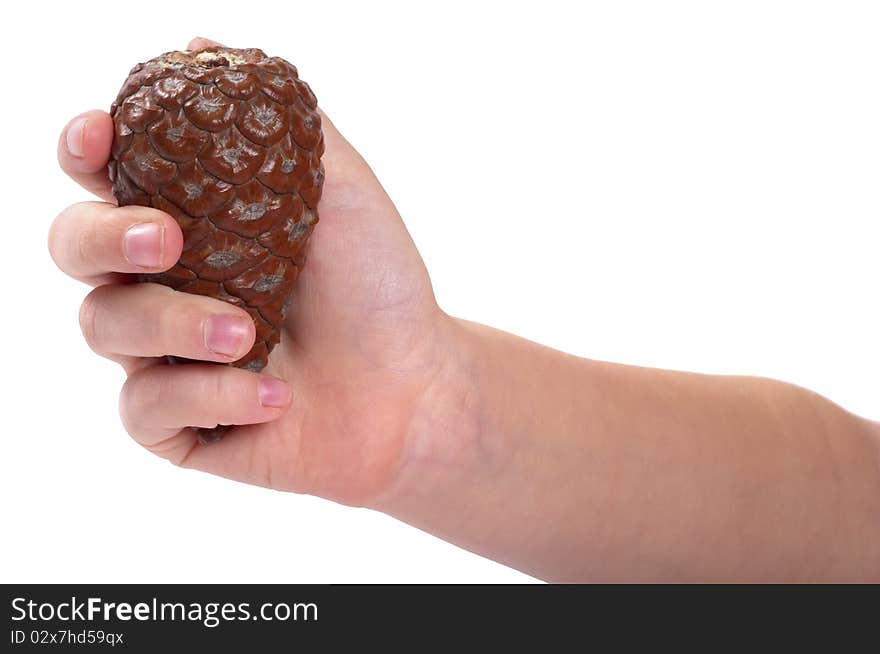 Brown pine cone in the hand isolated over white background. Brown pine cone in the hand isolated over white background