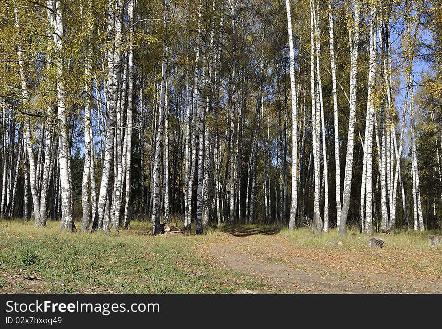 Autumn birch forest with dirt road