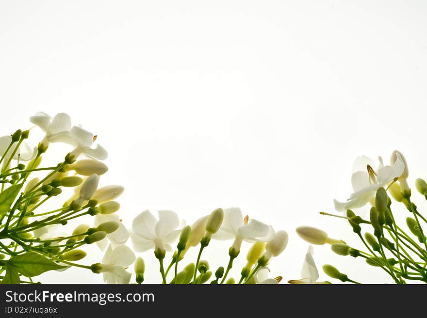 Flower frame on white background