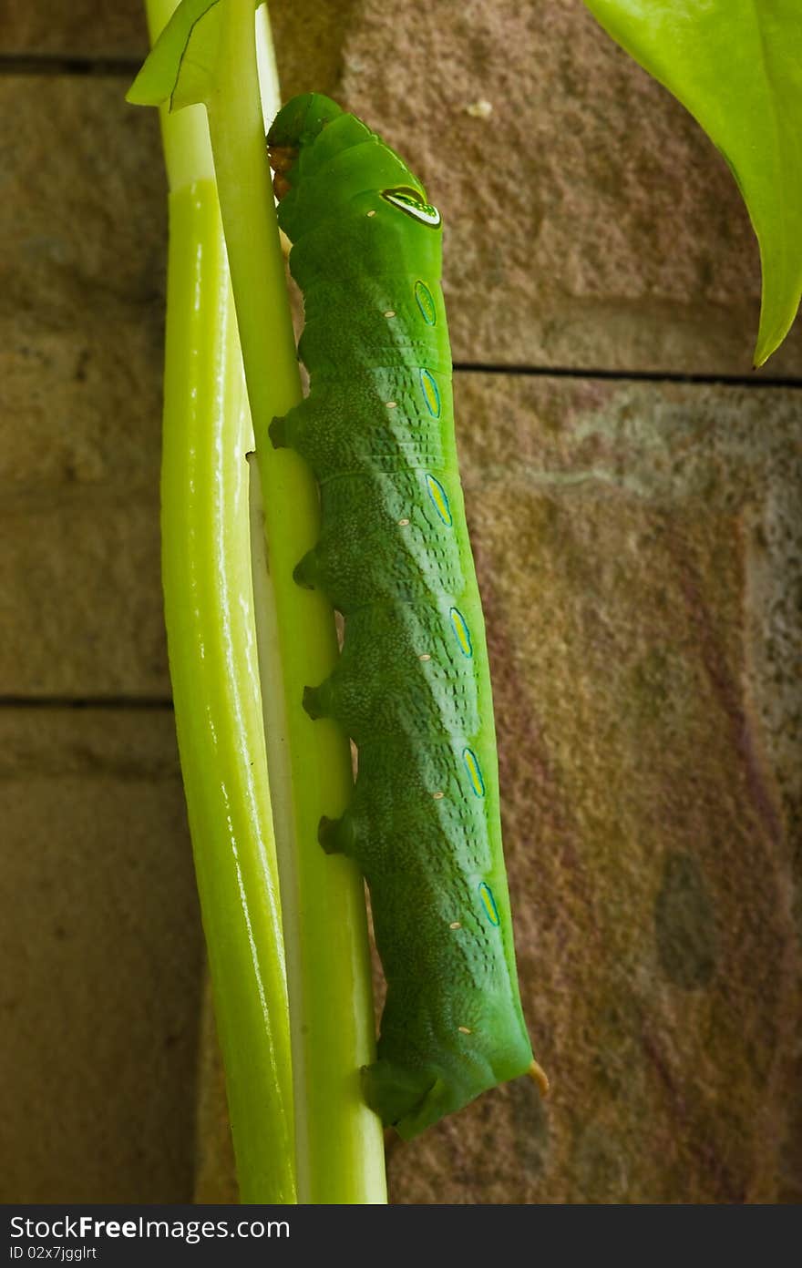 A green leaf worm resting on a branch. A green leaf worm resting on a branch