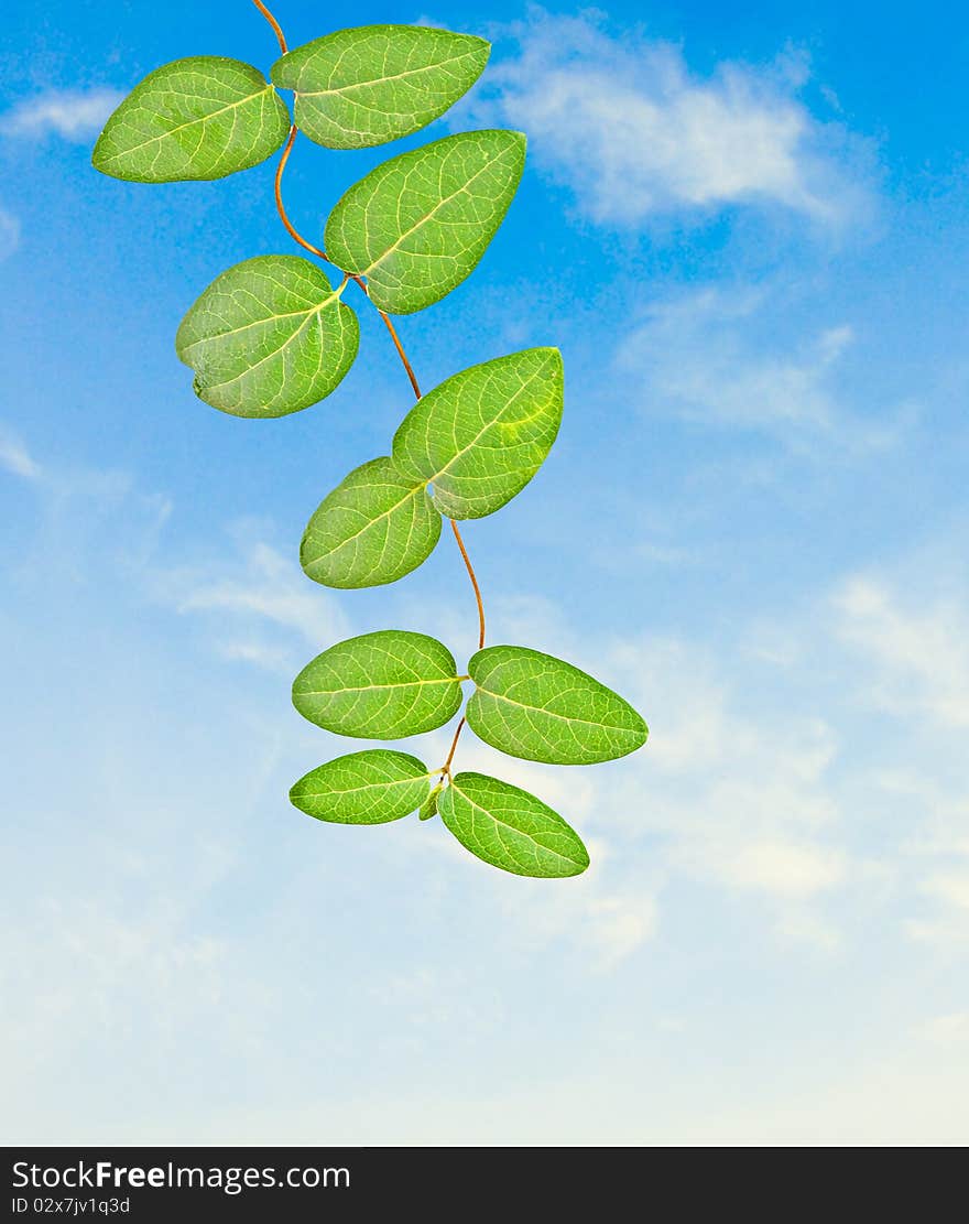 Plant On Sky Background