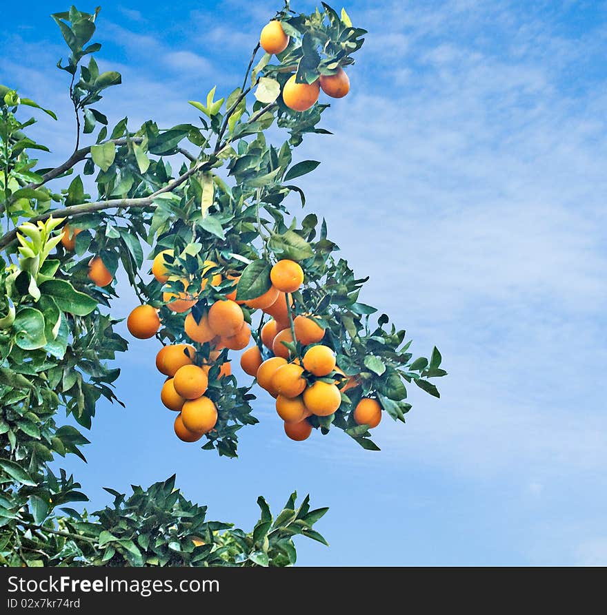 Branch with ripe oranges