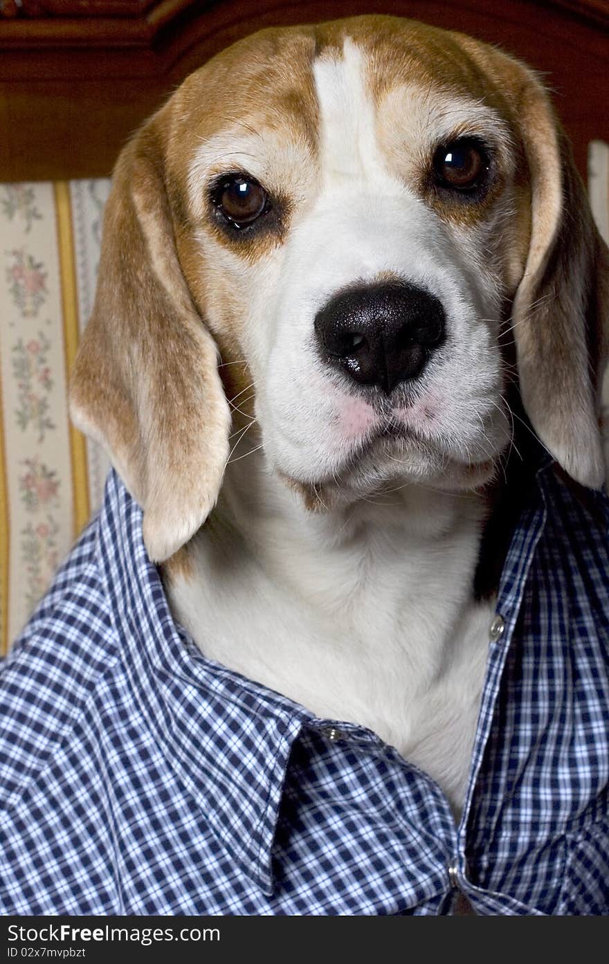 Beagle in a skirt