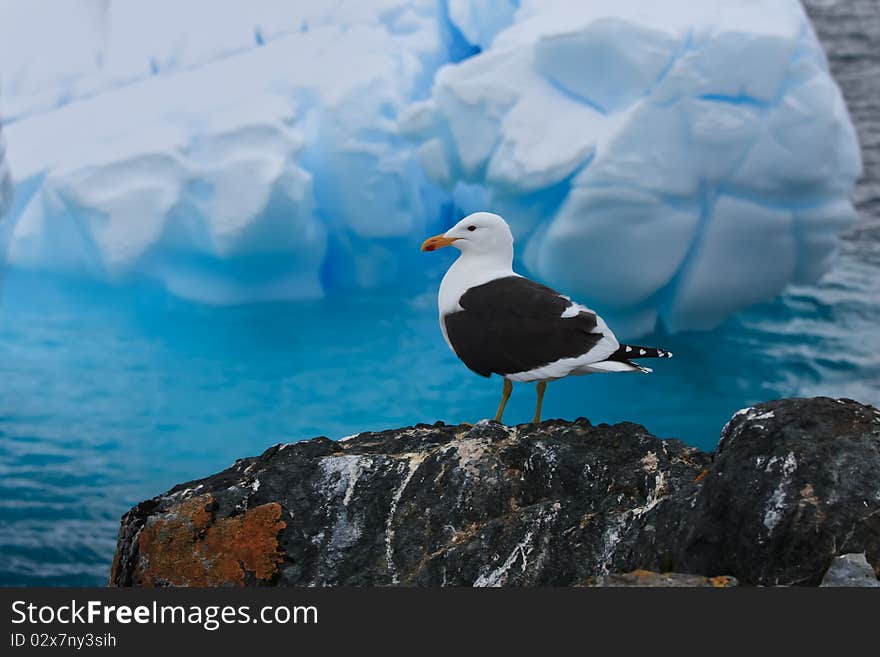 A bird sitting on a rocks in Antarctica. A bird sitting on a rocks in Antarctica