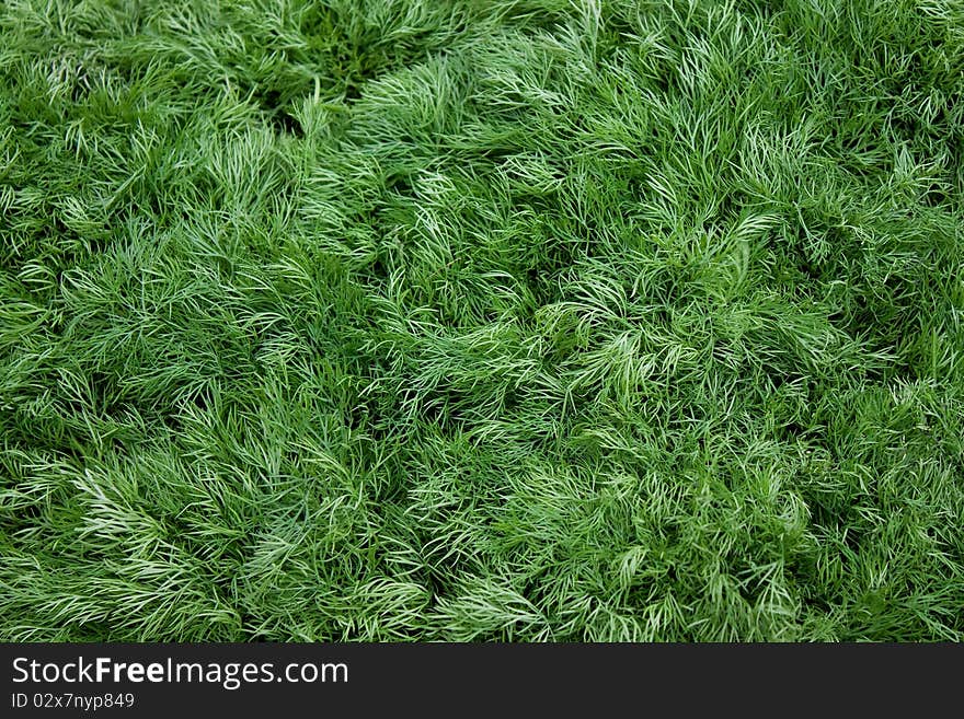 Heap of young green dill