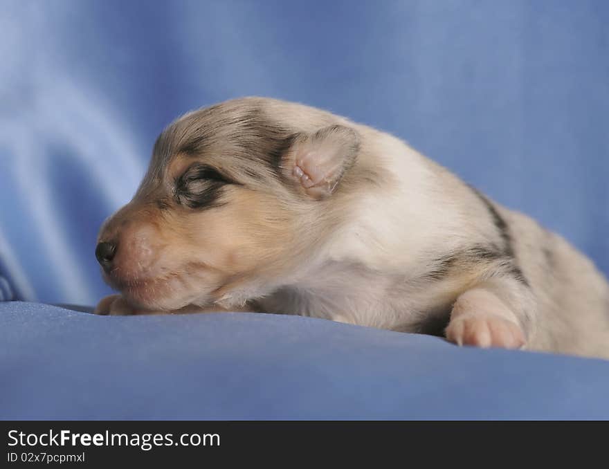 Blind puppy of collie-rough.