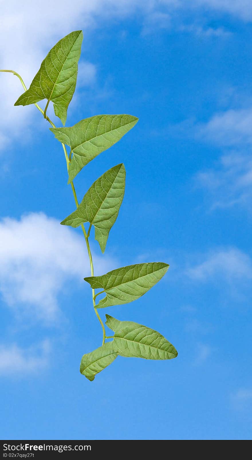 Bindweed on sky background