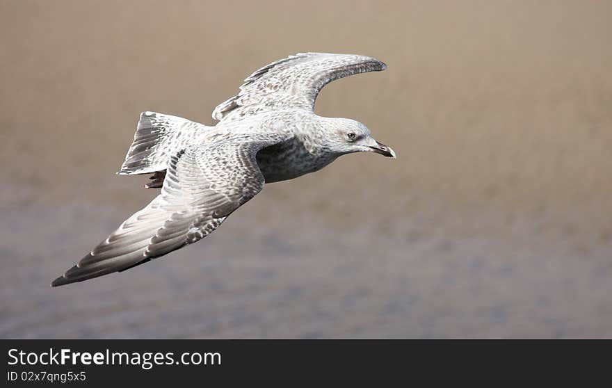 A Brown Speckled Seagull Flying above a Coastal Beach. A Brown Speckled Seagull Flying above a Coastal Beach.