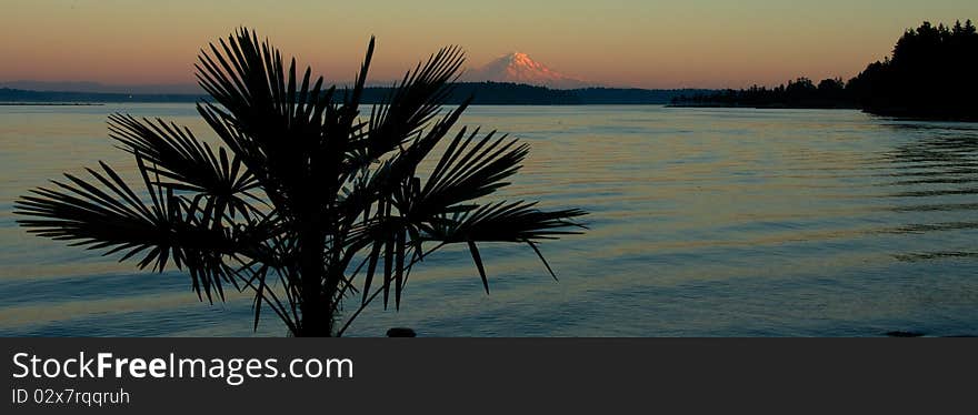 A silhouetted palm tree in front of Mount Rainier. A silhouetted palm tree in front of Mount Rainier