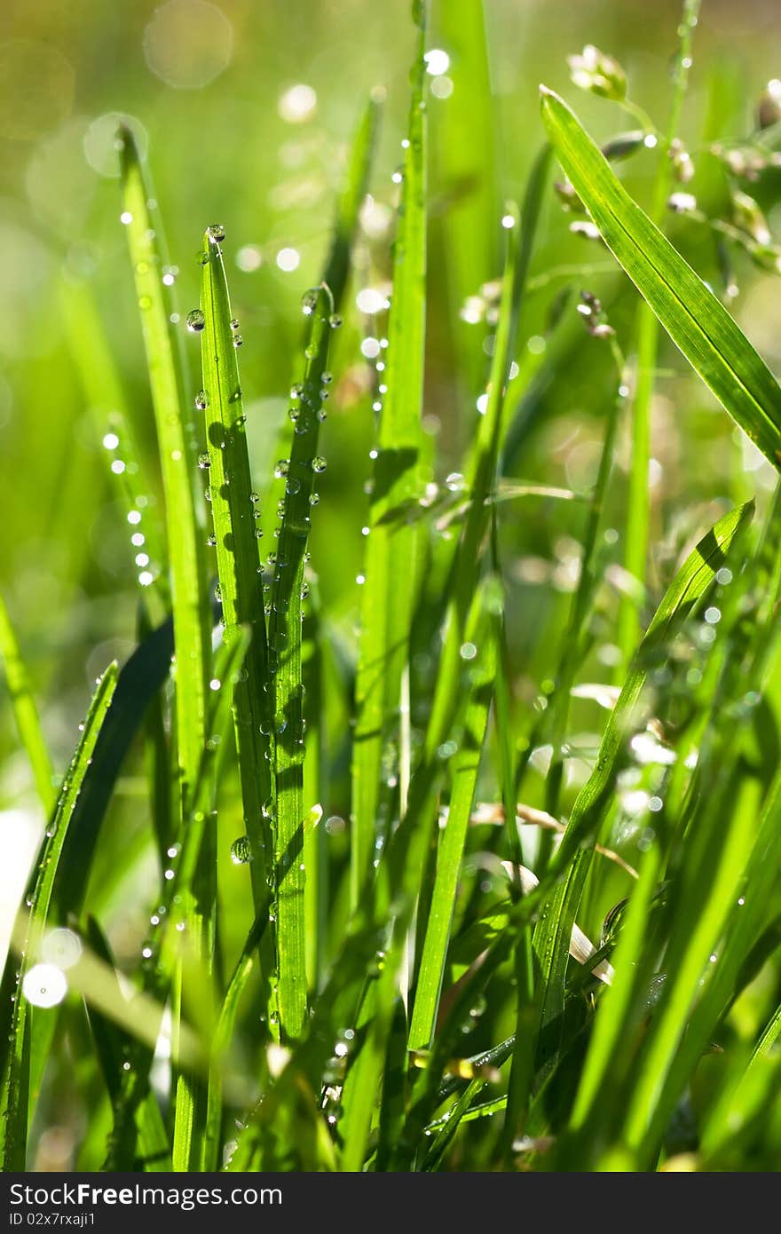 Closeup view of fresh green grass with drops in the morning. Closeup view of fresh green grass with drops in the morning.