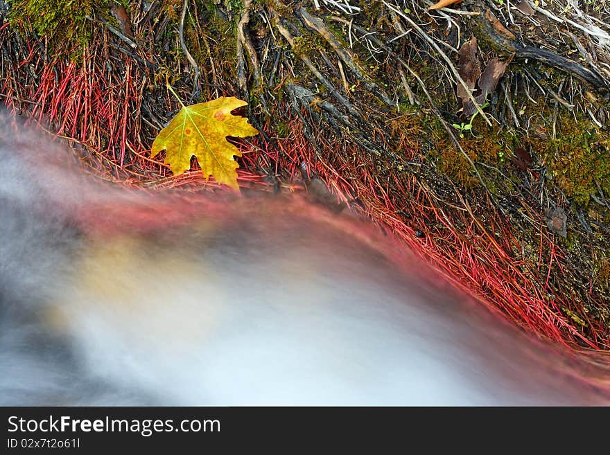 Autumn Plane Leaf