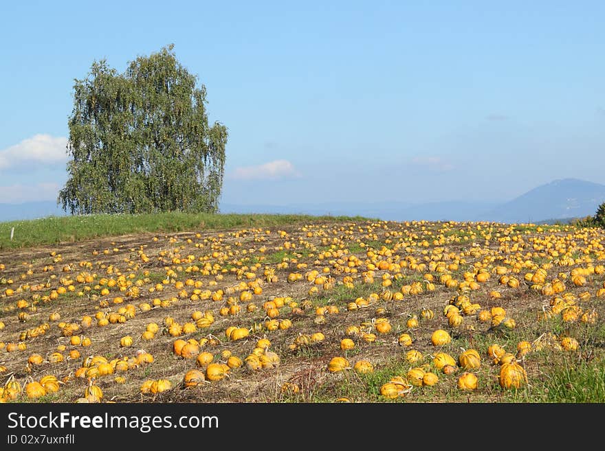 View of a pumpkin patch in October