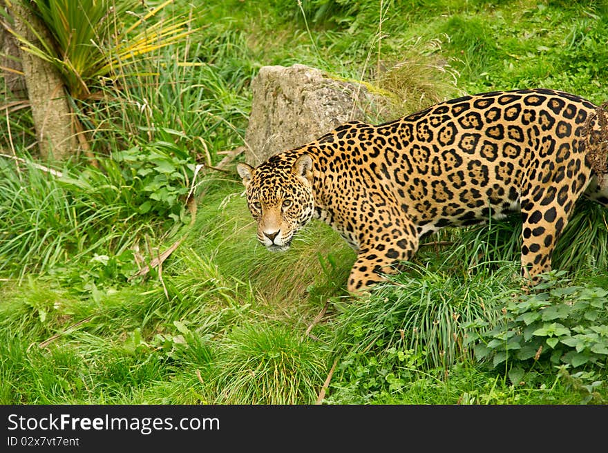 Jaguar with his environment as copy space.