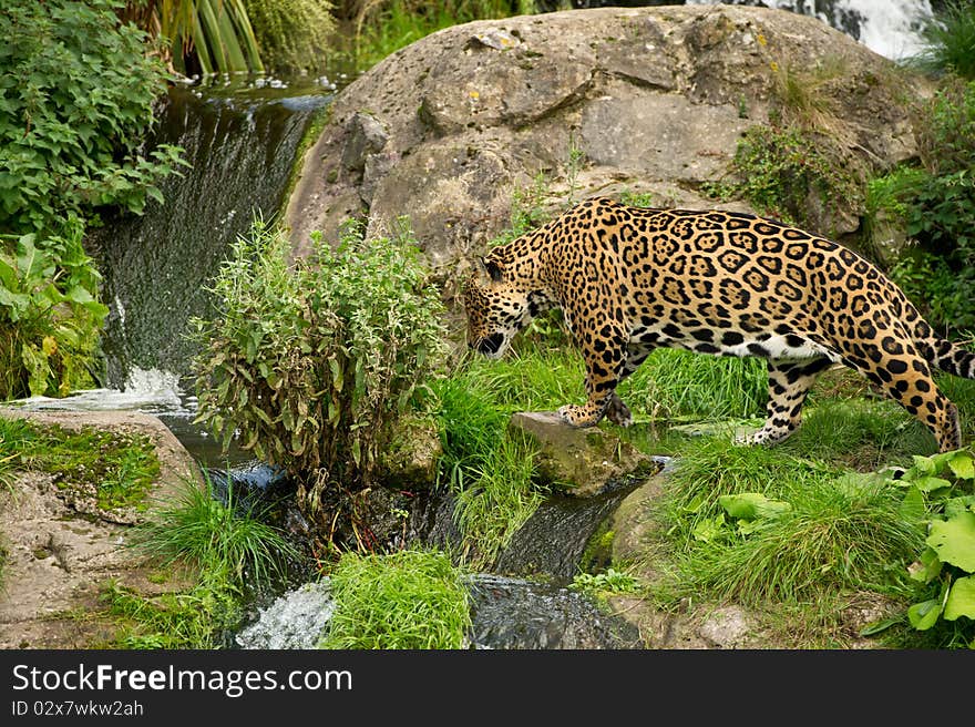 Jaguar with his environment as copy space.