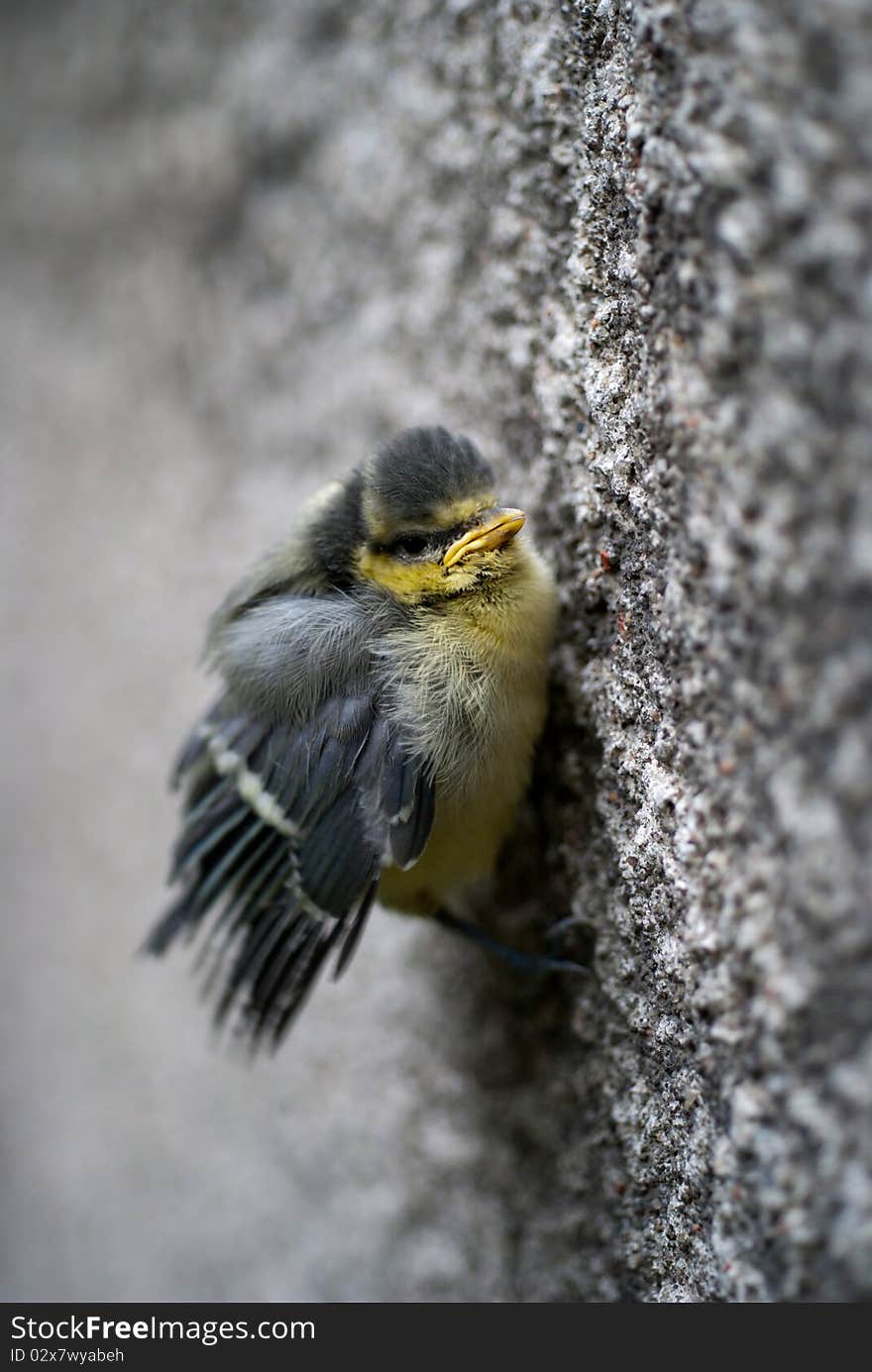 Tit Bird Holding The Wall