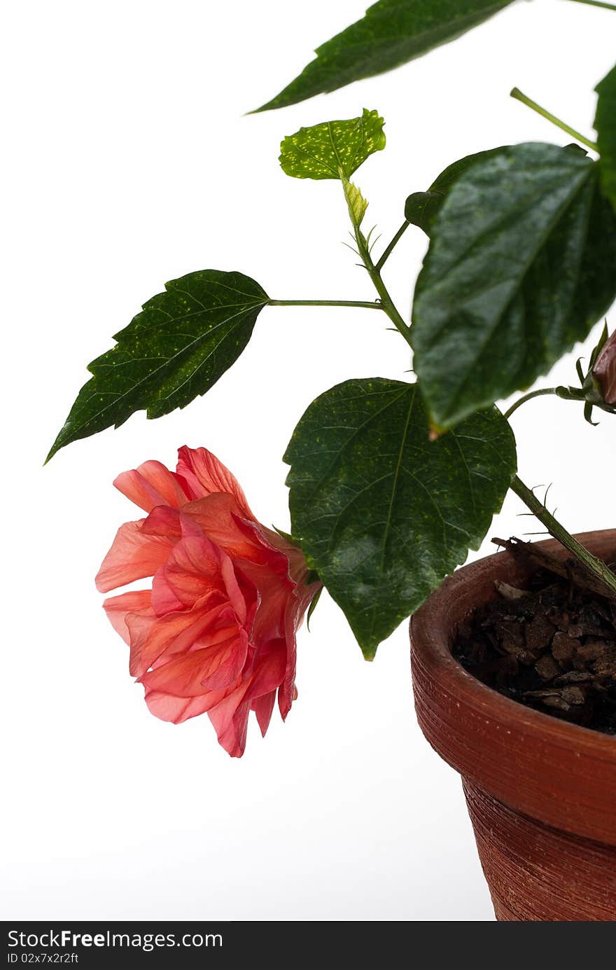 Hibiscus in pot isolated on white