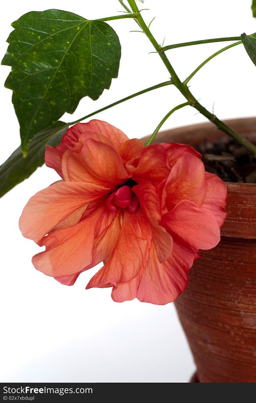 Open hibiscus in pot isolated