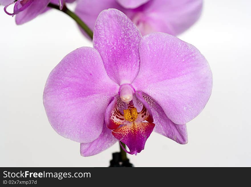 Orchid isolated on gray