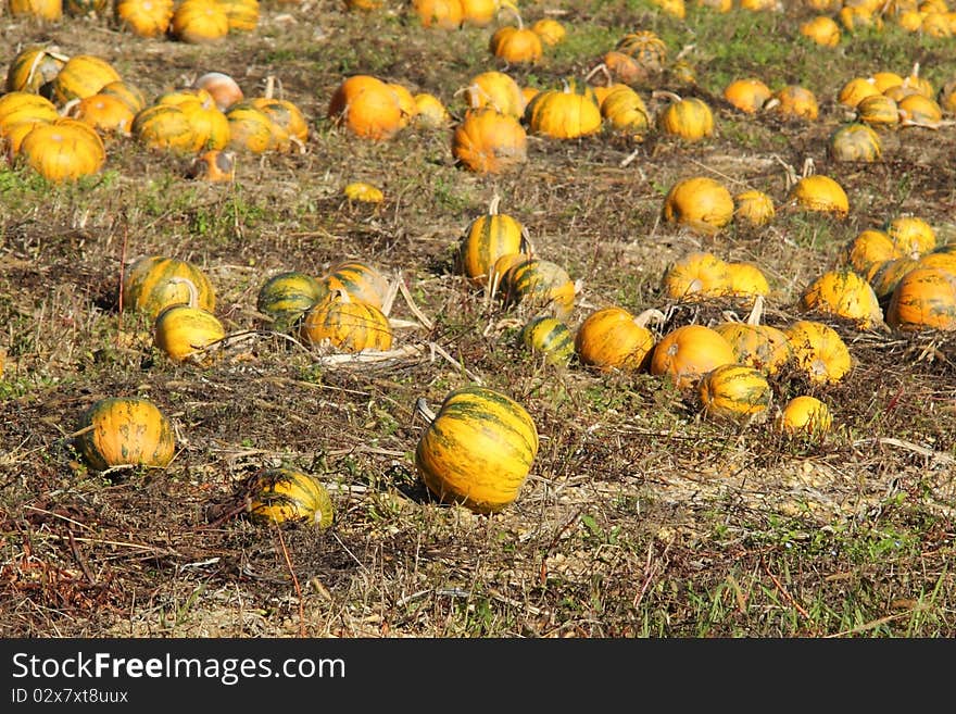 View of a pumpkin patch in October