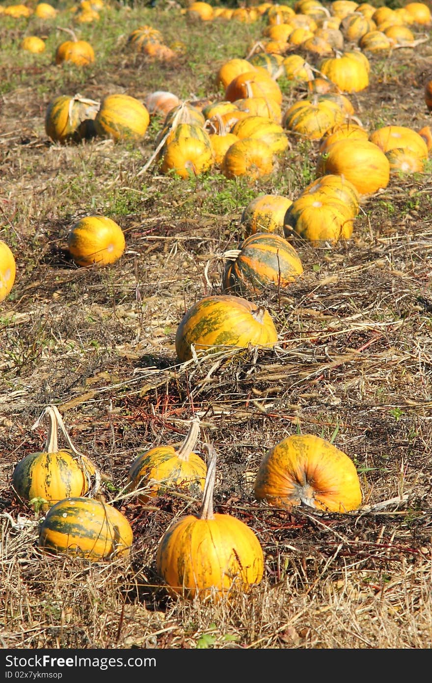 View of a pumpkin patch in October