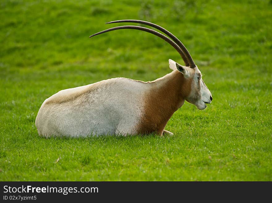 Scimitar-Horned Oryx grazing in field with copy space.