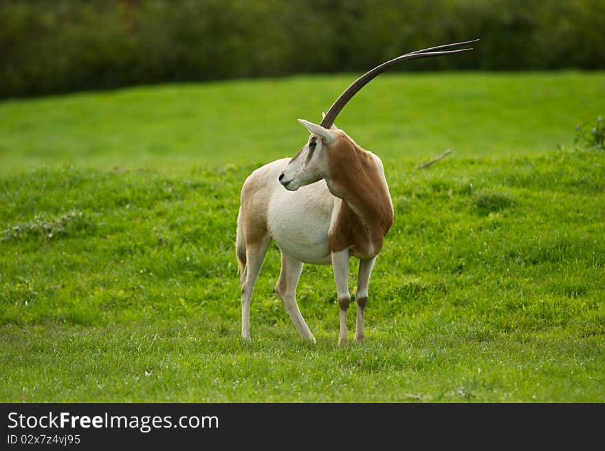 Scimitar-Horned Oryx grazing in field with copy space.