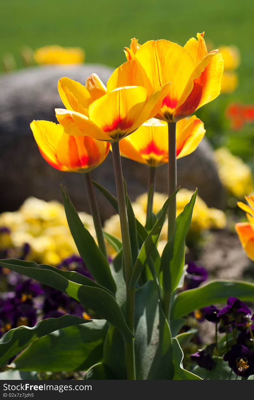 Yellow red tulips