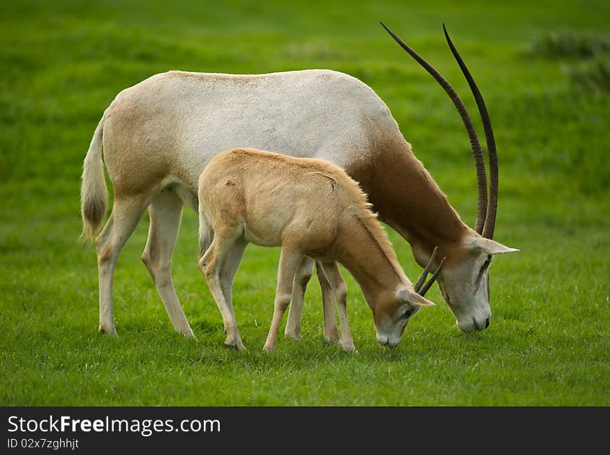 Scimitar-Horned Oryx grazing in field with copy space.