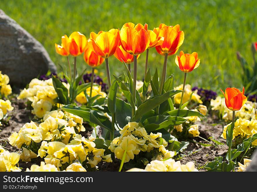 Yellow Red Tulips