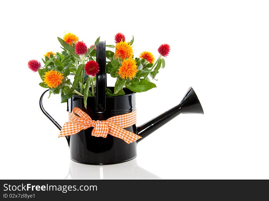 Orange red bouquet in a watering can with ribbon isolated white background