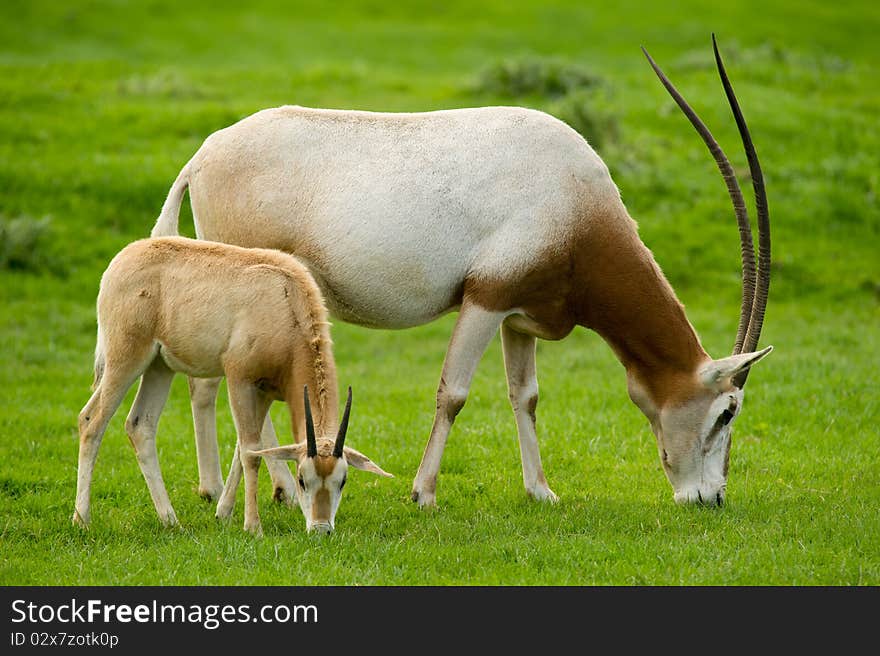 Scimitar-Horned Oryx grazing in field with copy space.