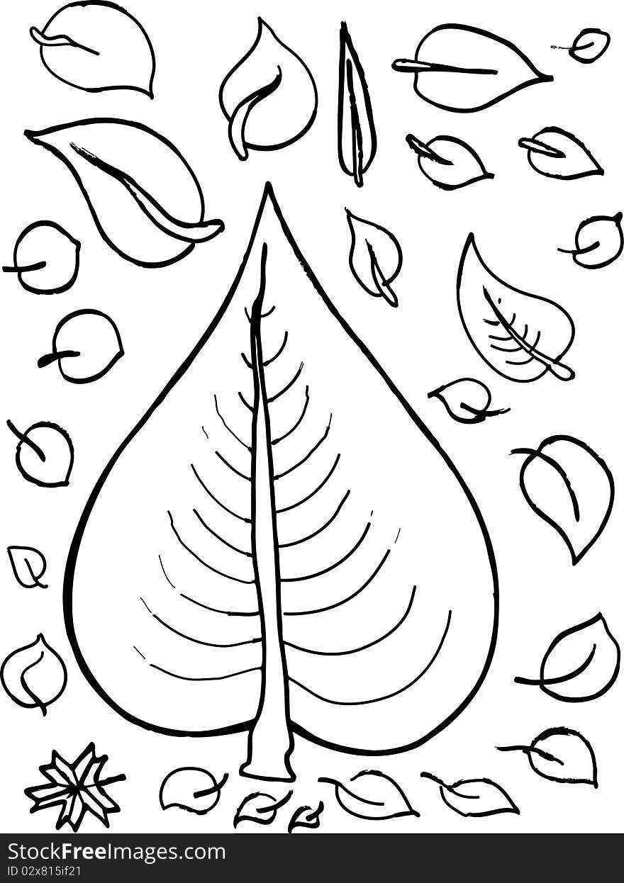 Vector illustration of a collection of leaves. Vector illustration of a collection of leaves