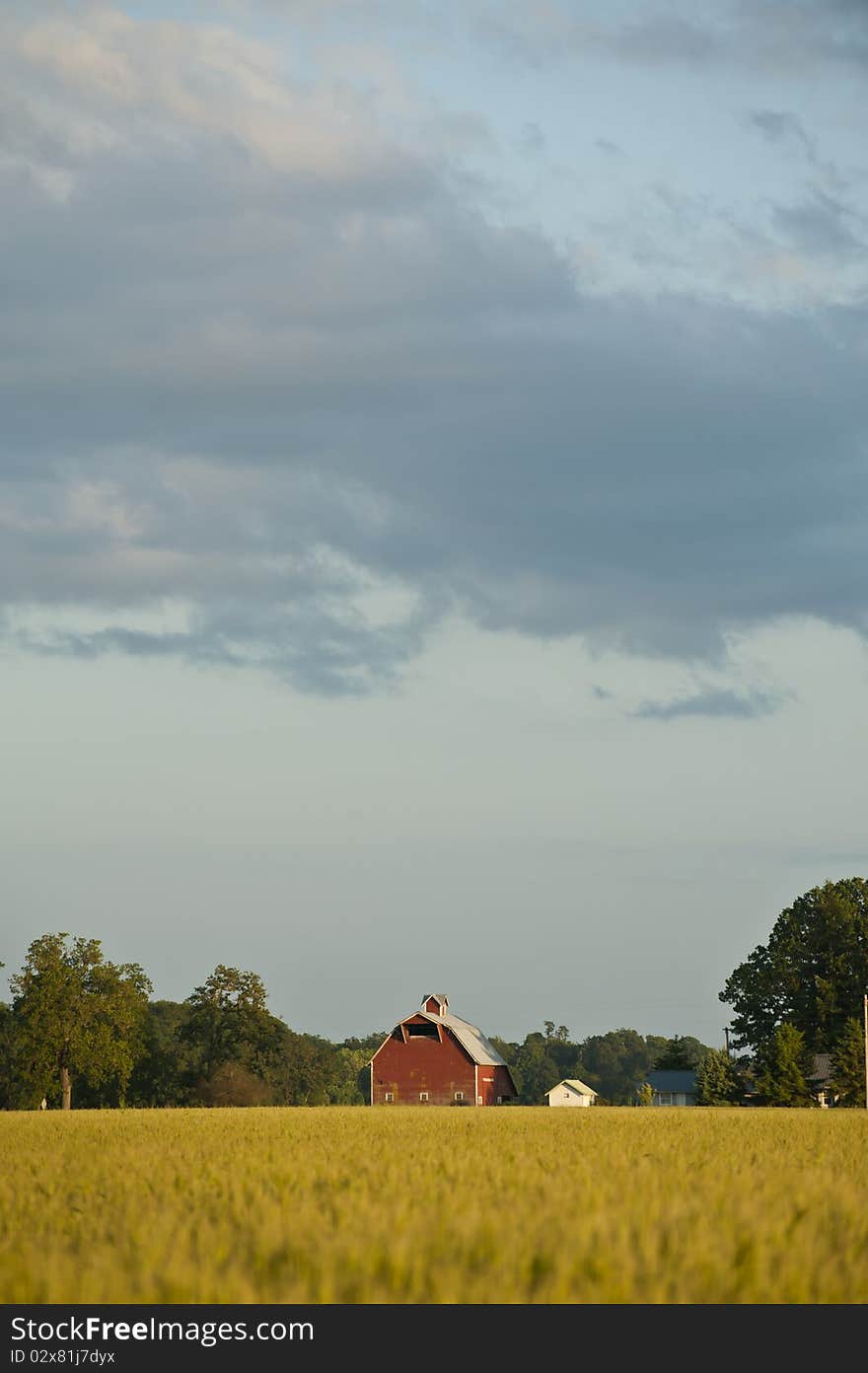 Red barn in a field of wheat. Red barn in a field of wheat